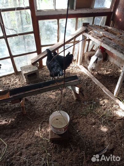 Куры домашние