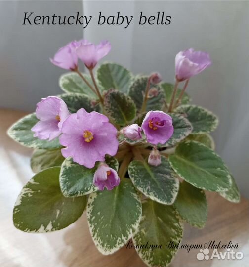 Продам излишки сортовых фиалок