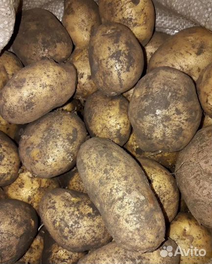 Картофель сорт 