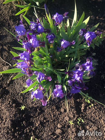 Ирисы бордюрные, гладиолусы