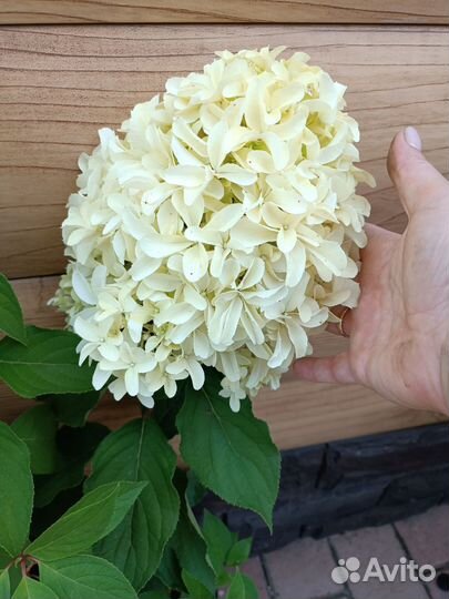 Гортензия Скайфолл