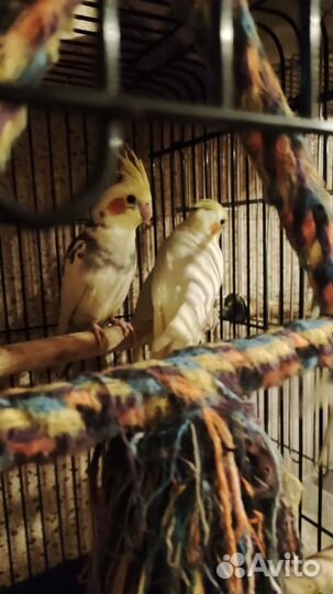 Попугаи Корелла(птенцы)