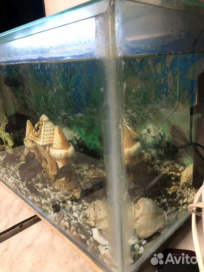 Аквариум с рыбками