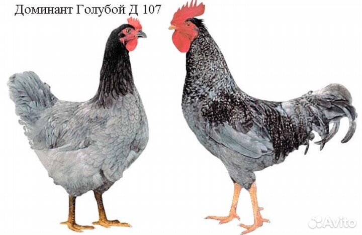 Цыплята Доминант Голубой 107