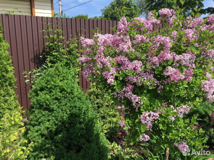 Многолетники