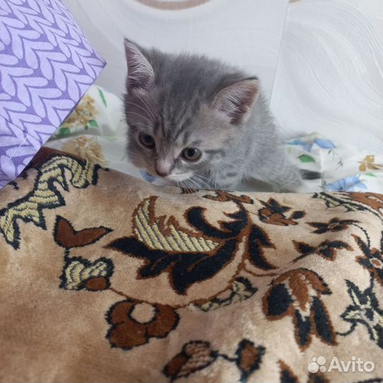 Британские котята