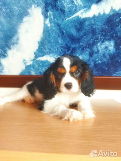 Кавалер кинг чарльз спаниель РКФ