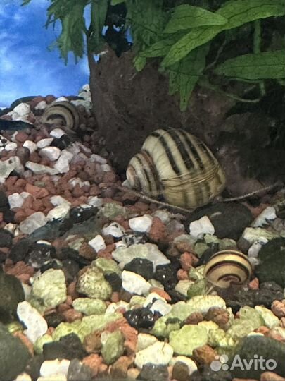 Улитки Спикси 