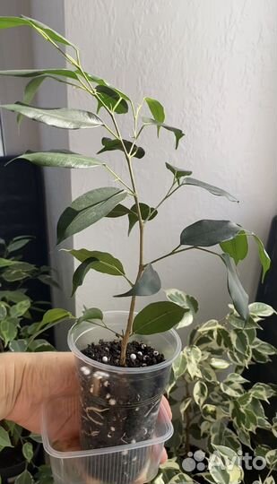 Фикус Бенджамина