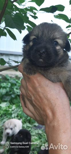 Щенки в добрые руки даром