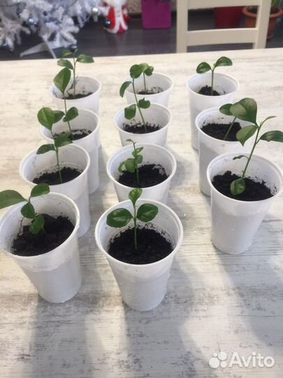 Саженцы лимона сортовые «Мейра»