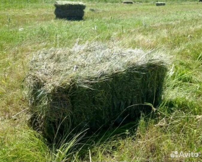 Сено в тюках