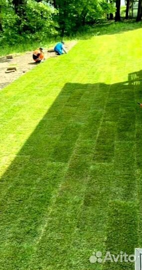 Рулонный газон 