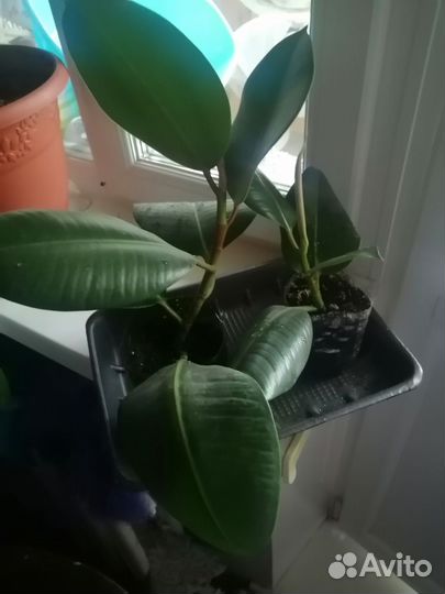 Фикус каучуконосный