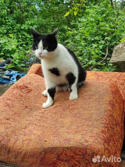 Тётя Мотя 1 год, стерилизована в добрые руки