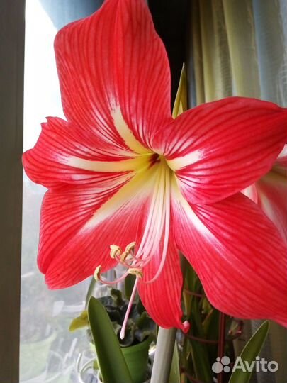 Гиппеаструм, детки