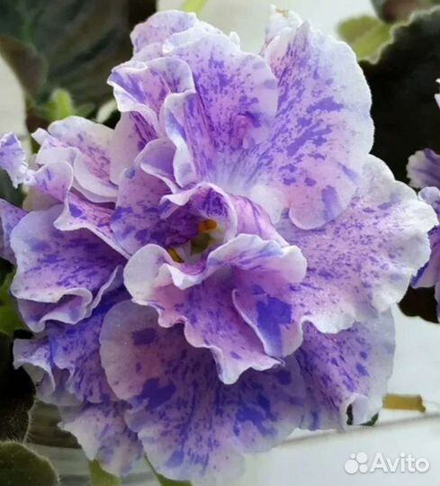 Фиалочки листы с детками и детки Доставка