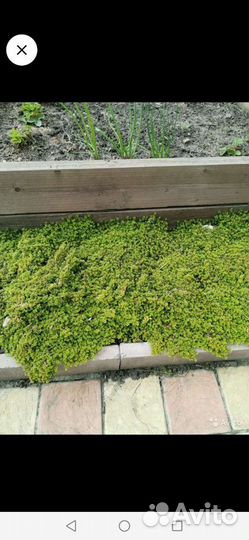 Тимьян Донна Валей. Пряные травы