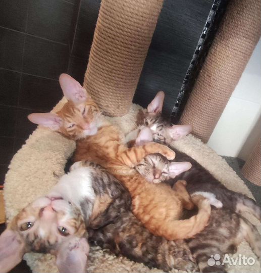 Корниш-рекс котята