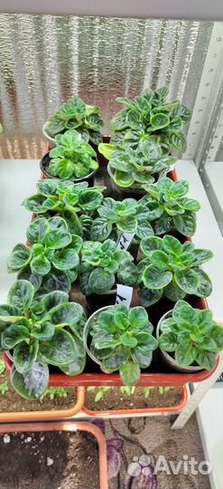 Комнатные цветы