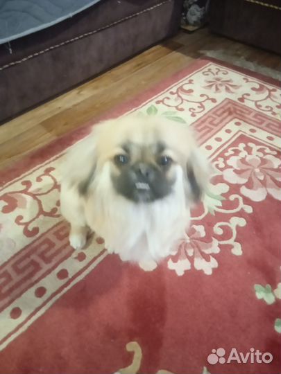 Вязка пикинес