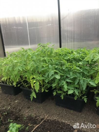 Рассада помидор