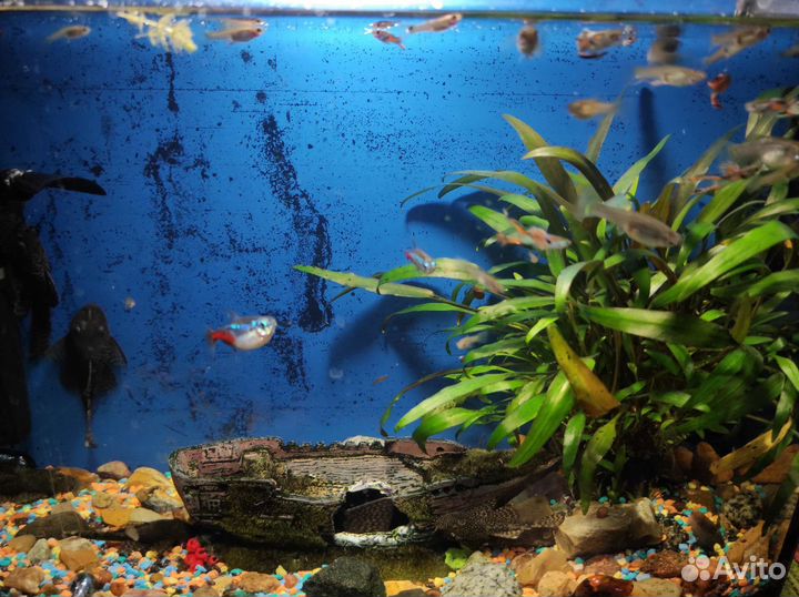 Рыбки гуппи