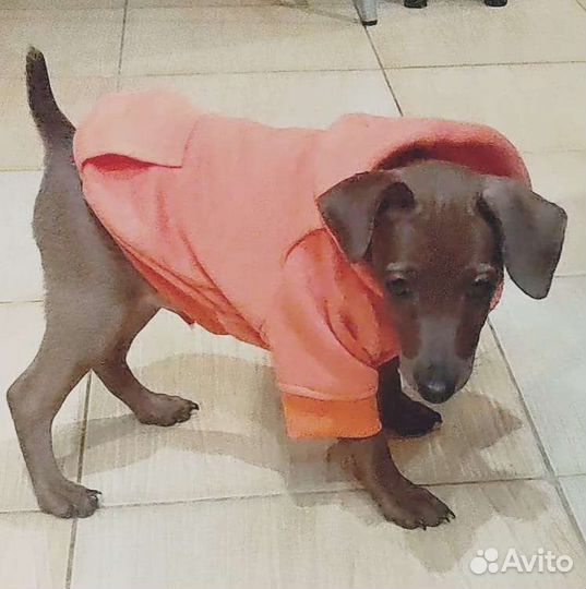 Щенки цвергпинчера