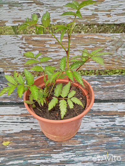 Тибетская малина, саженцы