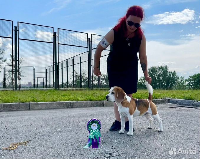 Бигль вязка