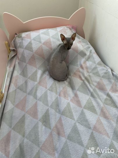 Кошки Донской сфинкс вязка