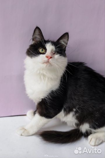 Котик в поисках дома