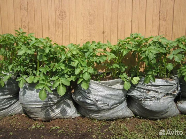 Почвогрунт для теплицы