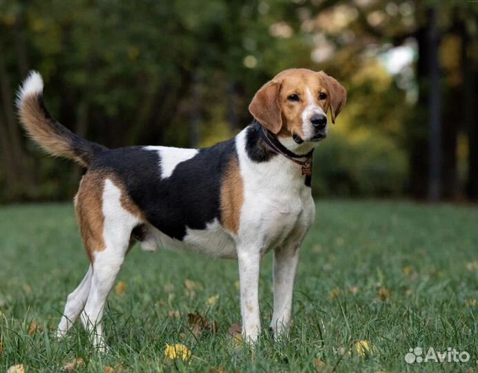 Собаки бесплатно из приюта