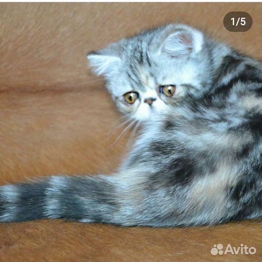 Экзотическая кошка