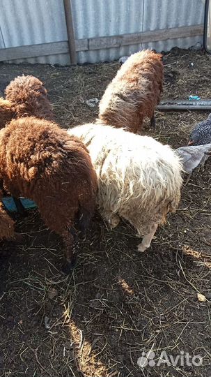 Овцы бараны ягнята