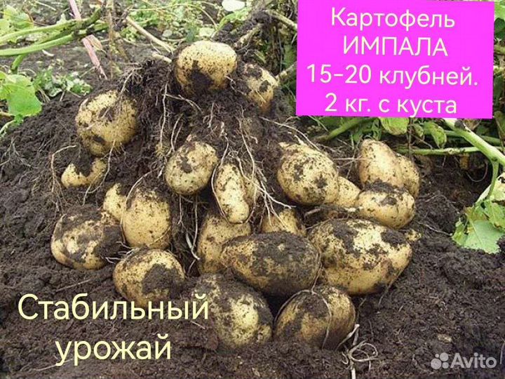 Семенной картофель