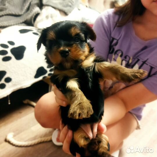 Щенки йорка бронь