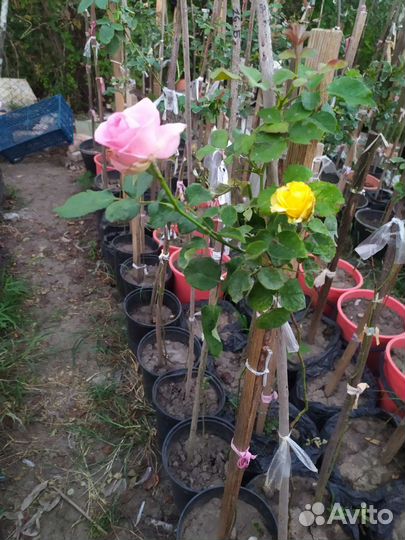 Роза на штамбе