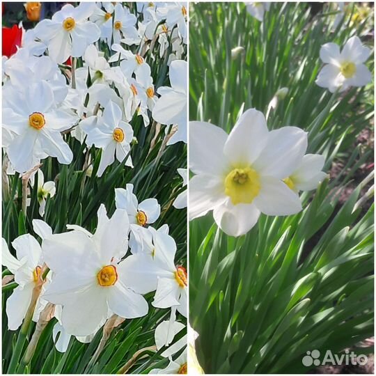 Многолетние цветы для сада