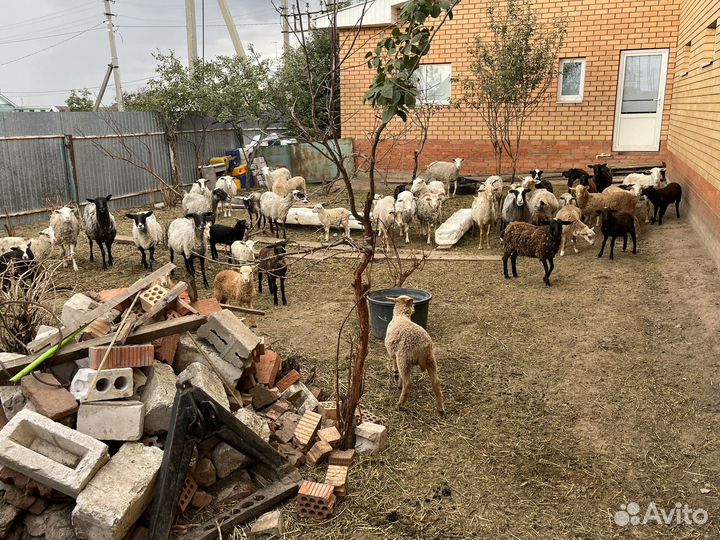 Овцы,ягнята