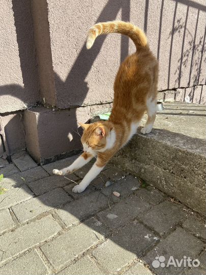 Рыжий котик ищет дом