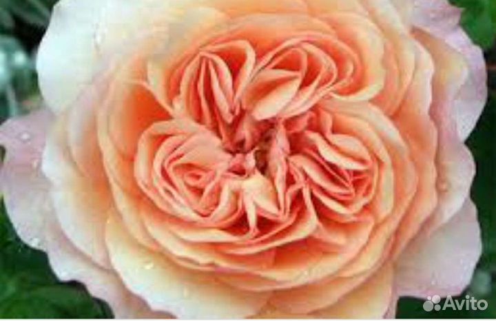 Роза Девид Остин