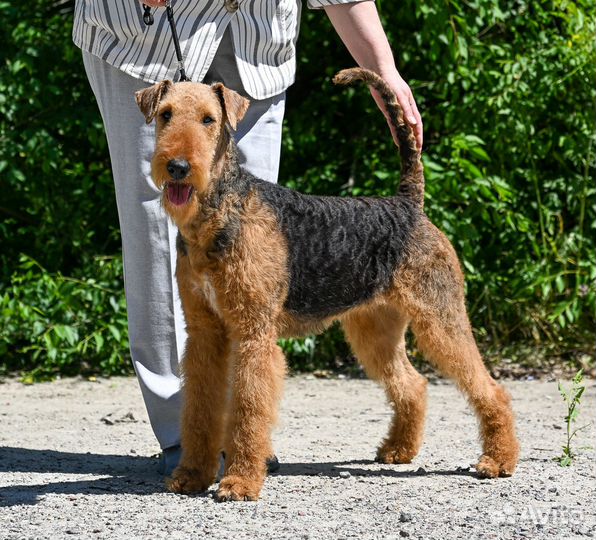 Щенки эрдельтерьера