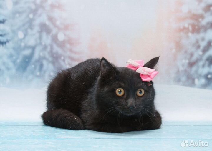 Кошка Элис