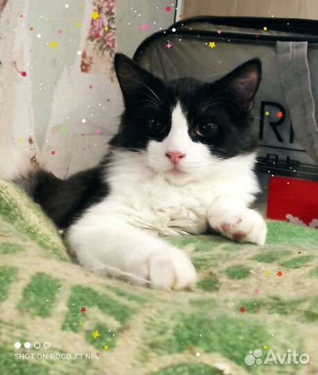 Котик Яшка, очень ласковый малыш