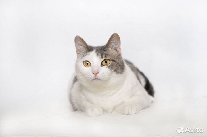 Молодая шотландская кошечка Лиза ищет дом