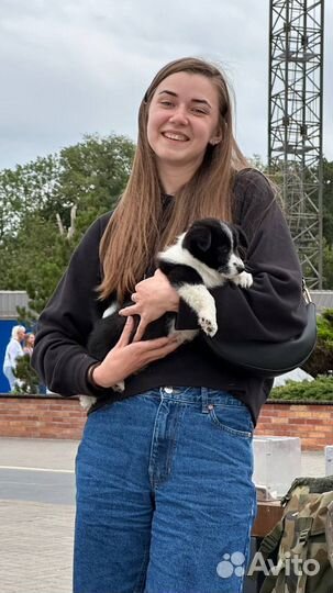 Выгул собак и кошек