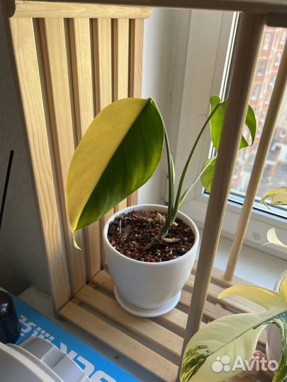 Монстера еллоу сплэш