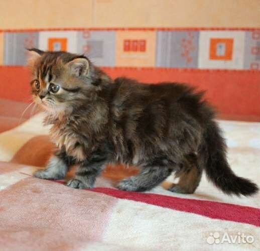 Хайленд Страйт Мальчик
